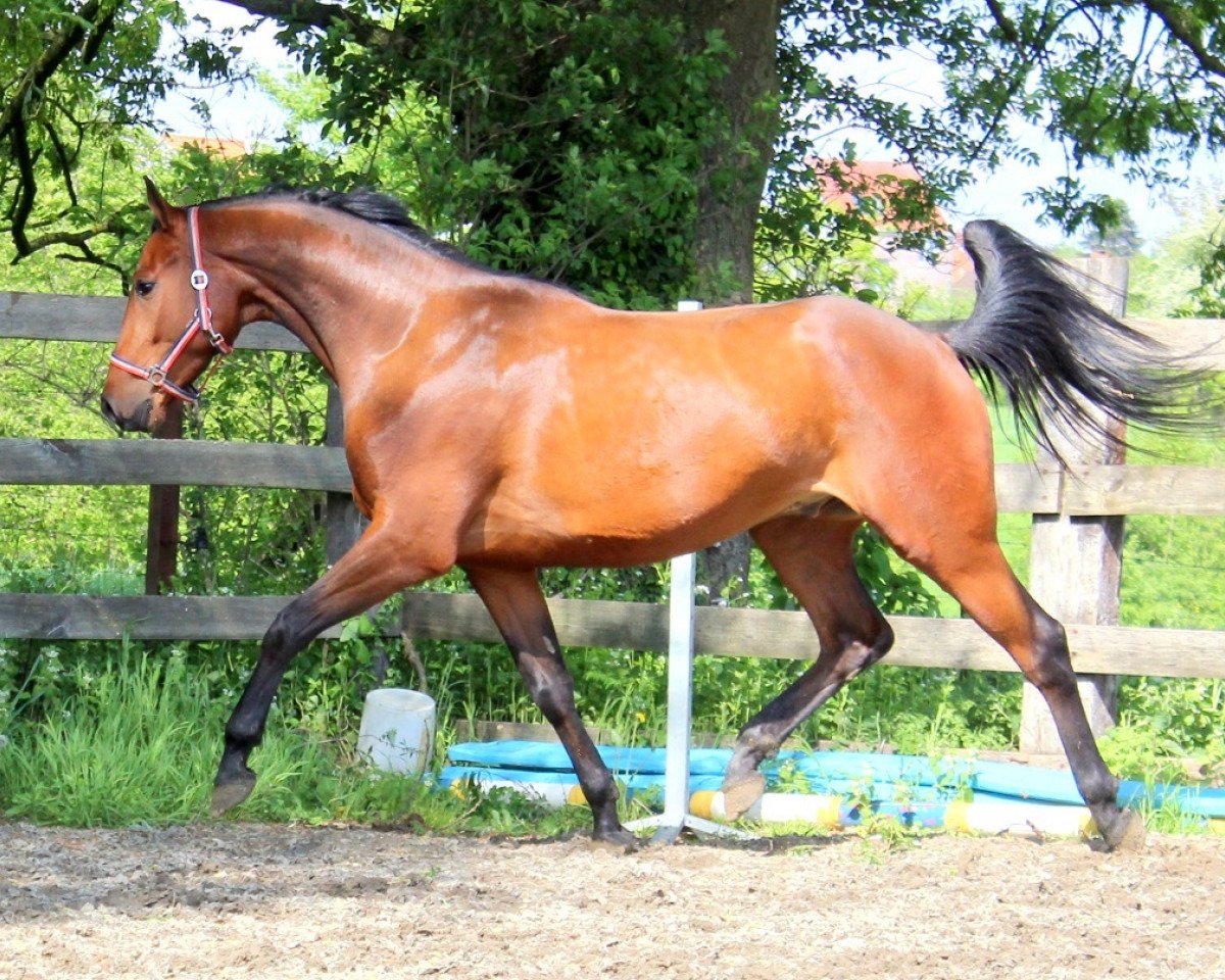 Pferd Cmax (Holsteiner,  , von Cayetano L)