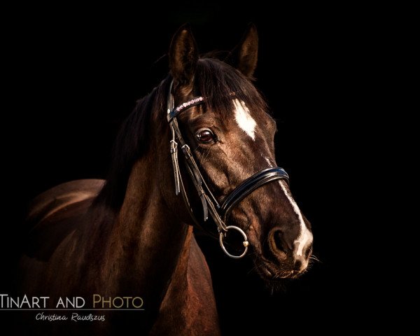 broodmare Paramore (Westphalian, 2005, from Praktiker)