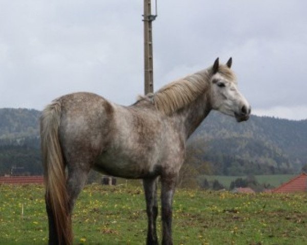 Springpferd Ashqai D'Orcamp (Französisches Pony, 2010, von Dexter Leam Pondi)