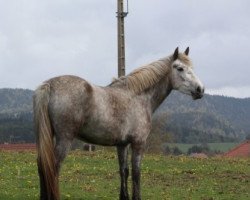 Springpferd Ashqai D'Orcamp (Französisches Pony, 2010, von Dexter Leam Pondi)