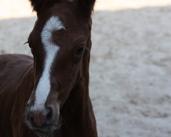 horse Be my Diamond (Oldenburg, 2018, from Callaho's Benicio)