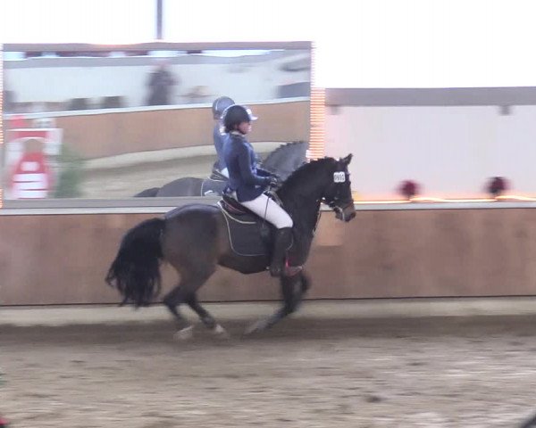 Reitturnier Südlohn-Oeding 2017