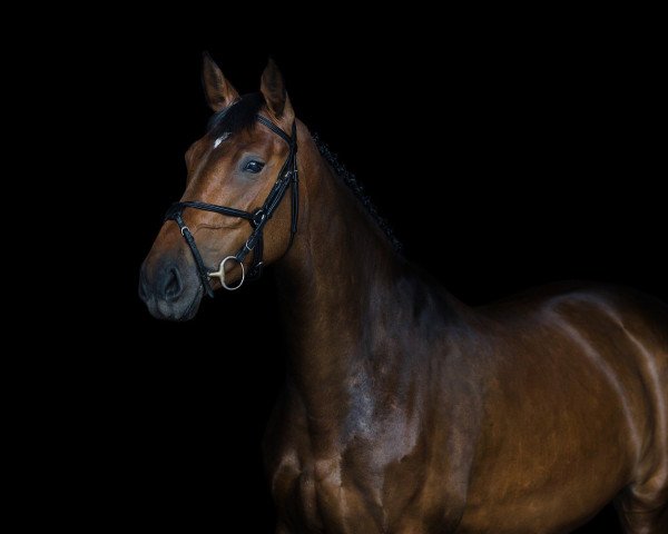 horse Cardinos Piggx (Holsteiner, 2011, from Cardino)