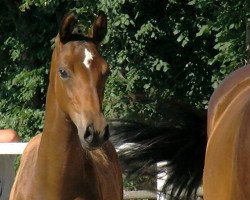 Pferd Con Belle (Oldenburger Springpferd, 2018, von Conthargos)