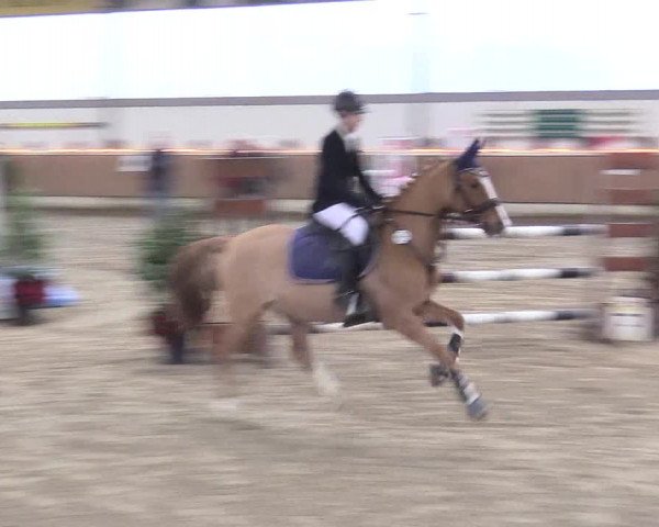 Reitturnier Südlohn-Oeding 2017