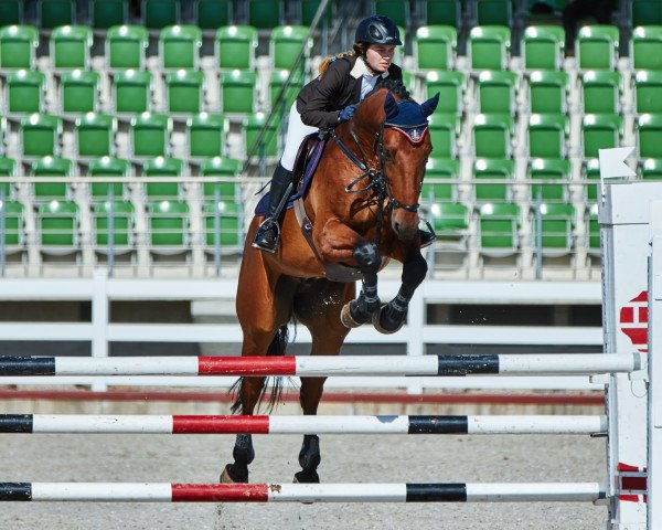 horse Chicchepit Z (Zangersheide riding horse, 2011, from Chopin van het Moleneind)