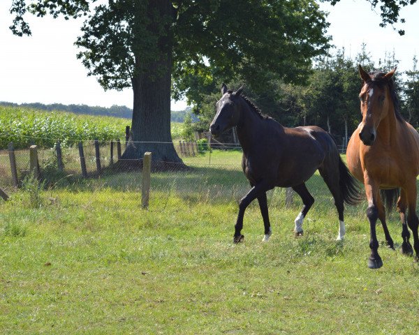 broodmare Gianna (Westphalian, 1999, from Grannox)