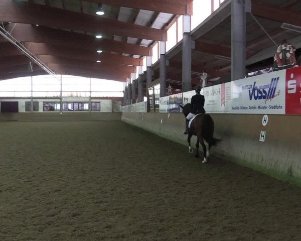 Reitturnier Appelhülsen 2017