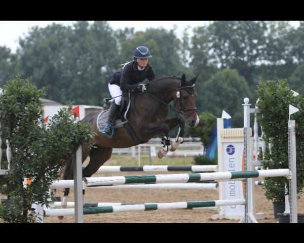 jumper Norbert 60 (German Riding Pony, 2013, from Now or Never)