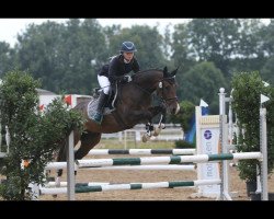 jumper Norbert 60 (German Riding Pony, 2013, from Now or Never)