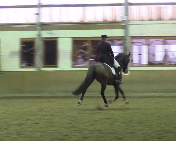 Reitturnier Appelhülsen 2017