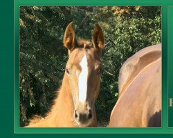 Pferd Betty Paula (Oldenburger Springpferd, 2018, von Baloubet du Rouet)