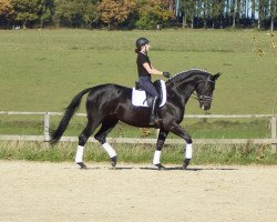 Dressurpferd Fabonita (Westfale, 2013, von Fürstenball)