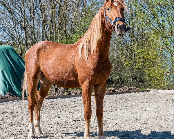 horse Sossusvlei's Sun MG (Hanoverian, 2016, from Szenario)