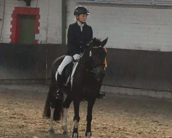 dressage horse Shaggy 21 (unknown, 2003) dressage horse Shaggy 21 (unknown, 2003)