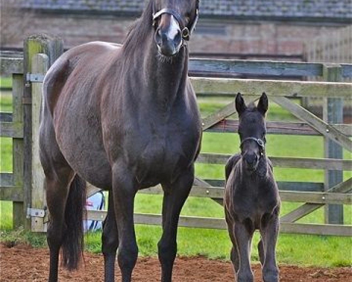 Cavallo Calculation xx (Purosangue Inglese, 2016, di Dubawi xx)