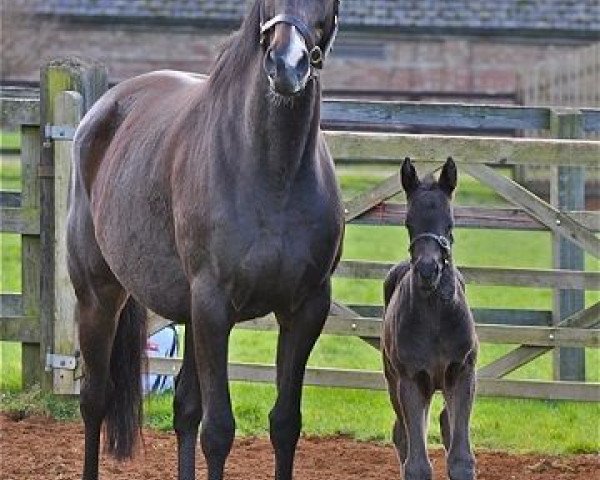 horse Calculation xx (Thoroughbred, 2016, from Dubawi xx)