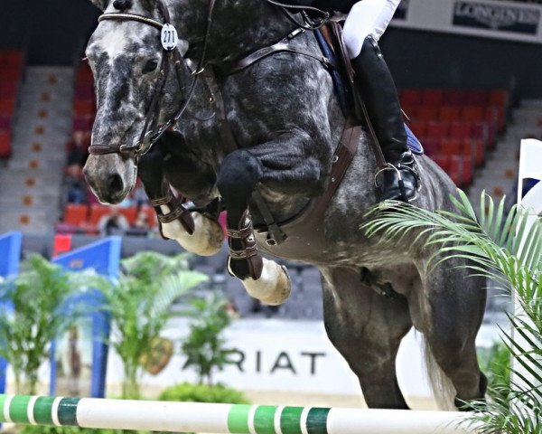 stallion Harvy (KWPN (Royal Dutch Sporthorse), 2012, from Bernini)
