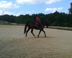 dressage horse Sonnencasanova (Oldenburg, 2011, from Sonnenreiter 3)