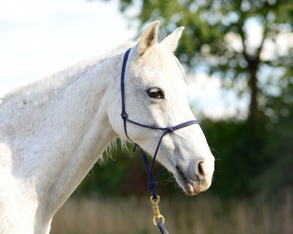 horse Ciao van de Beekerheide (Nederlands Rijpaarden en Pony, 1997, from Conrad)