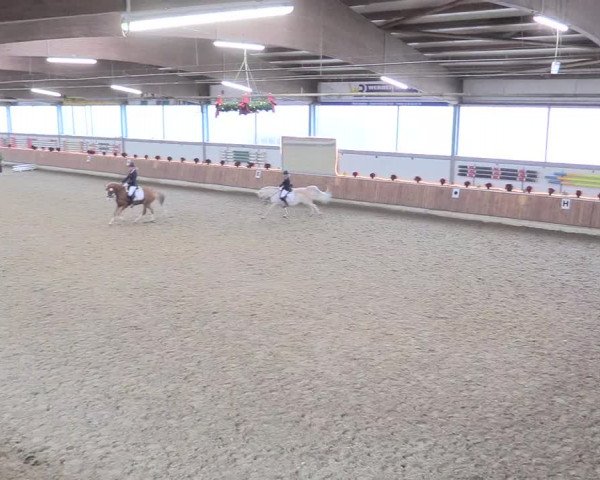 Reitturnier Südlohn-Oeding 2017