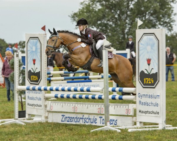 jumper Mystic Moment WE (German Riding Pony, 2013, from Man in Black)