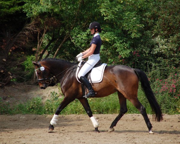 Pferd Poesie 113 (Rheinländer, 1997, von Paradiso)