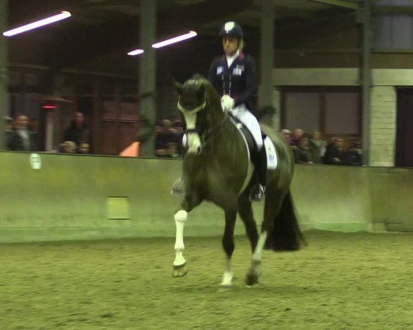 Reitturnier Appelhülsen 2017