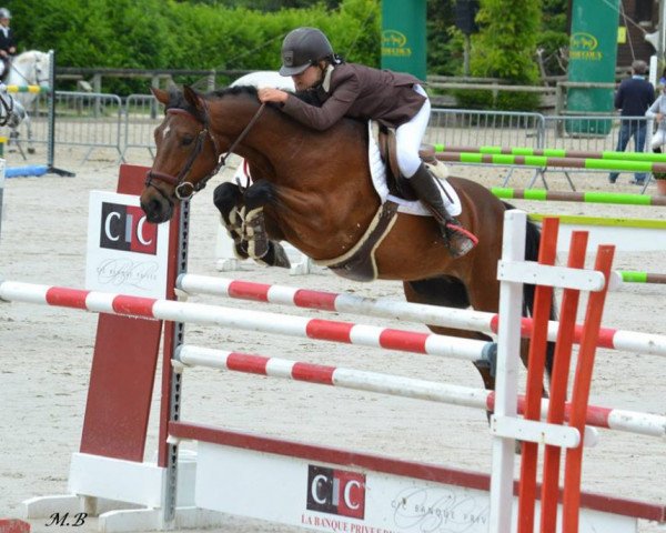 jumper Soleil D'Angrie (French Pony, 2006, from Linaro)