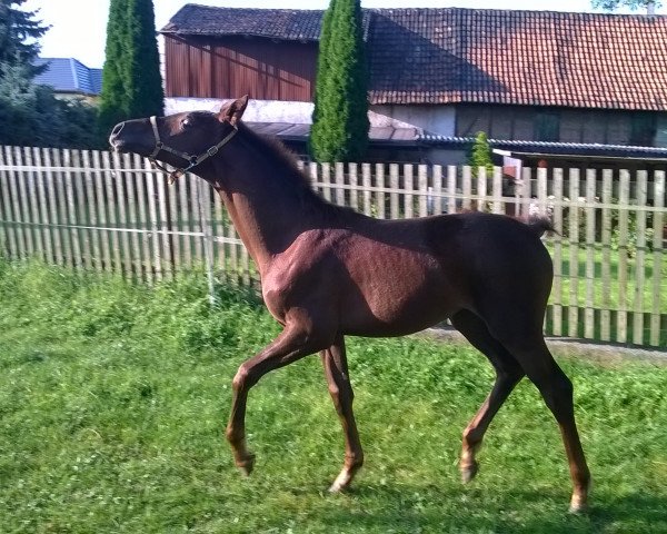 horse Gianduja (German Sport Horse, 2017, from Ben Benicio)