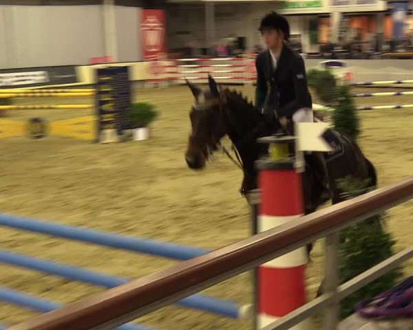 Reitturnier Münster-Handorf 2017