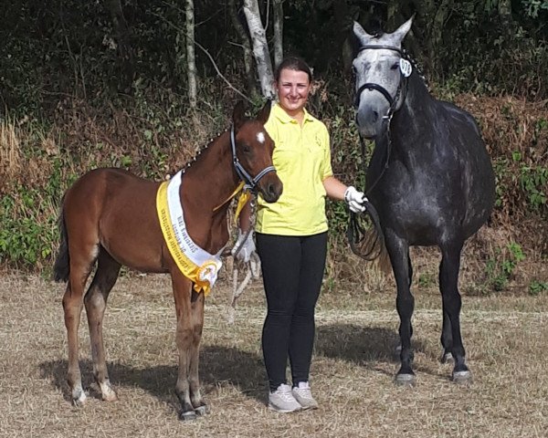Pferd Der Edelbert (Deutsches Reitpony, 2018, von Dance Star AT NRW)