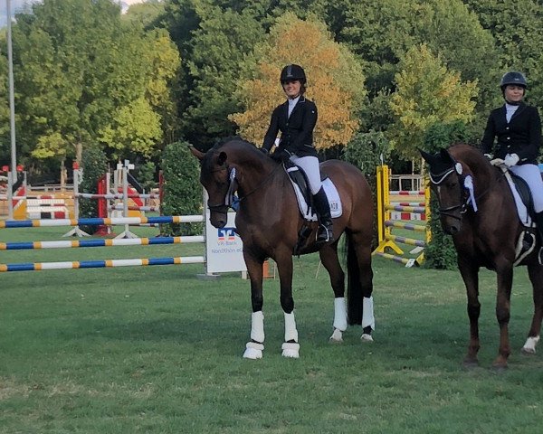 Dressurpferd Solitär II (Trakehner, 2008, von Gut Saalhoff's Canzler)