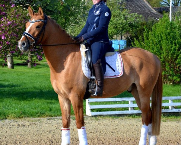 dressage horse Donovan 140 (German Riding Pony, 2015, from Dornik B)