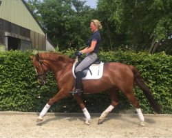Zuchtstute Cascada WE (Deutsches Reitpony, 2007, von Principal Boy)