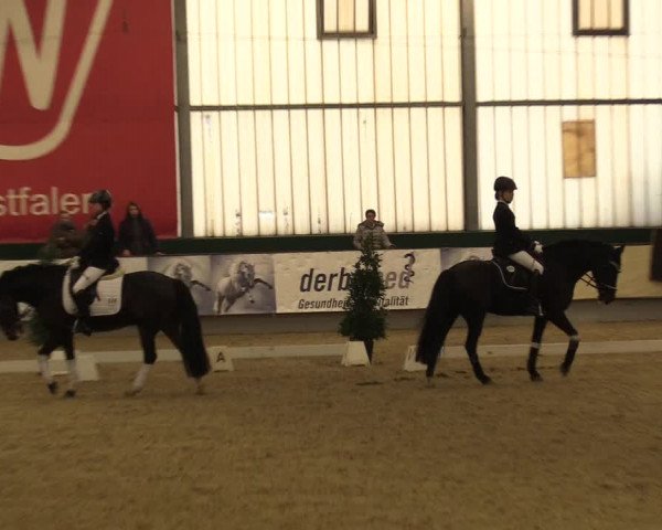 Reitturnier Münster-Handorf 2017