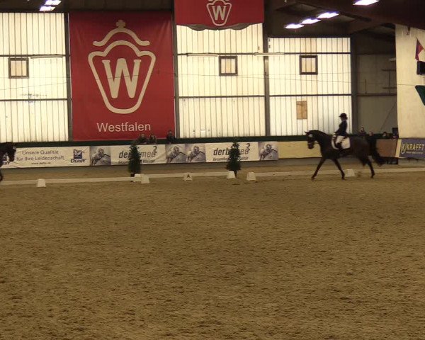 Reitturnier Münster-Handorf 2017