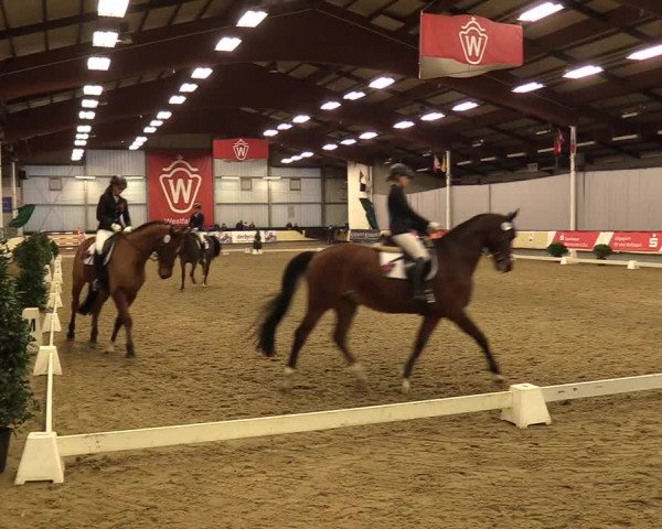 Reitturnier Münster-Handorf 2017
