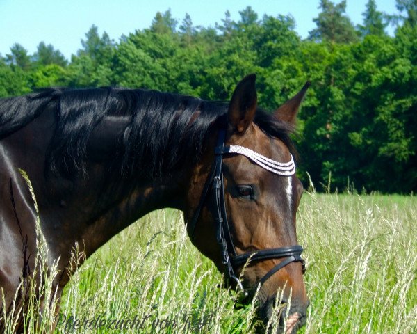 broodmare Evita von Bo (Hanoverian, 2005, from El Bundy)