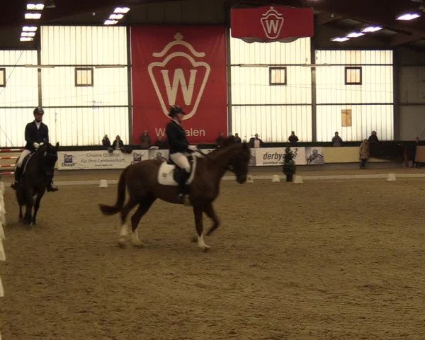 Reitturnier Münster-Handorf 2017
