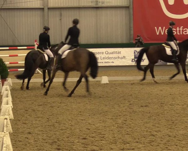 Reitturnier Münster-Handorf 2017