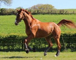 jumper Classic Sylt (Hanoverian, 2007, from Chacco-Blue)