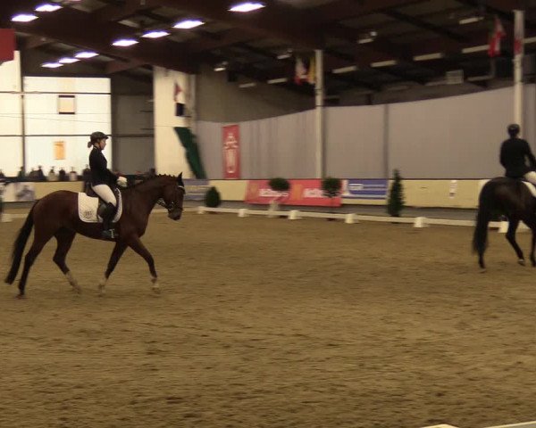 Reitturnier Münster-Handorf 2017