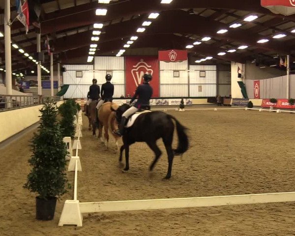 Reitturnier Münster-Handorf 2017