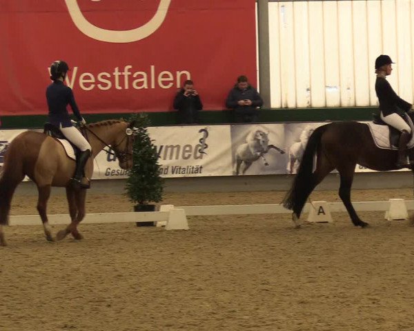 Reitturnier Münster-Handorf 2017