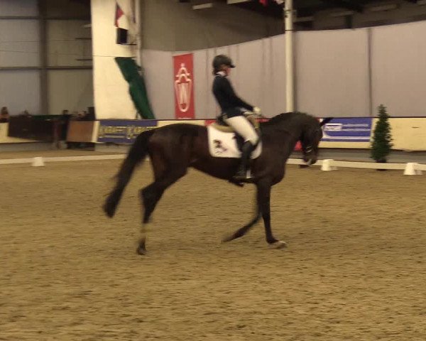 Reitturnier Münster-Handorf 2017