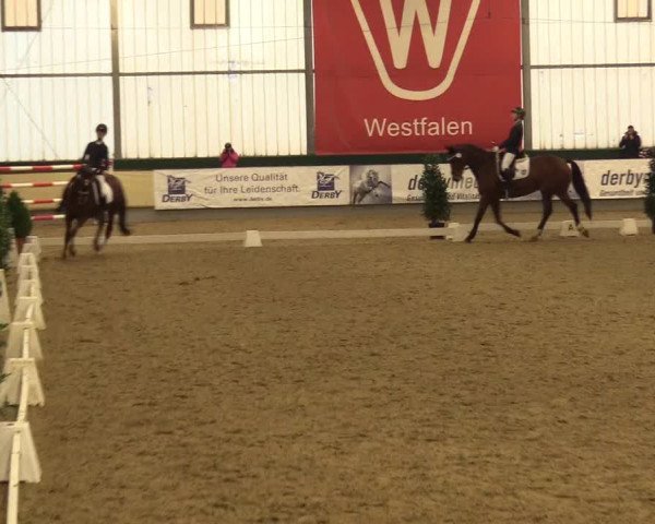 Reitturnier Münster-Handorf 2017