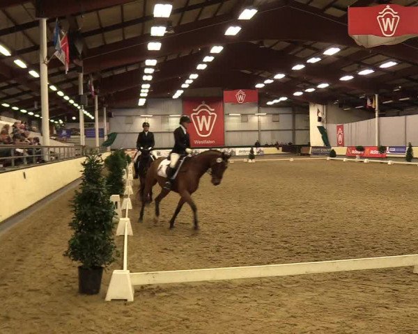 Reitturnier Münster-Handorf 2017