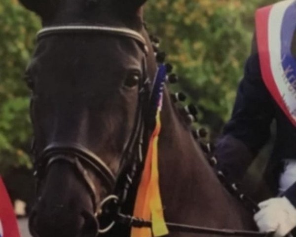 broodmare Rebana 18 (Hanoverian, 2003, from Rosentau)