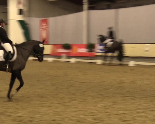 Reitturnier Münster-Handorf 2017